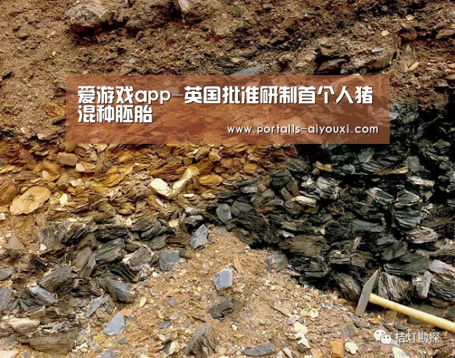 爱游戏app-英国批准研制首个人猪混种胚胎(图1) 爱游戏官网